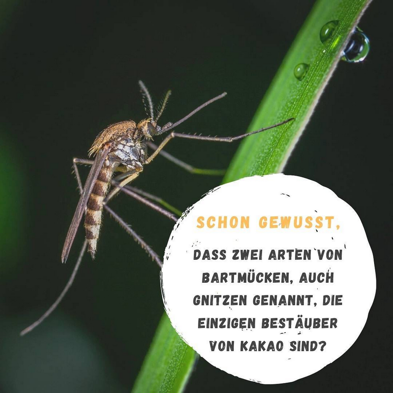Bestäuber Kakao, Bartmücken